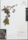Foto von Salix glabra Scop.